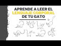 Aprende A Leer El Lenguaje Corporal De Tu Gato :3