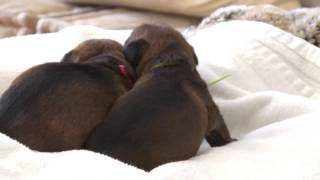 Cute Puppies Waking Up