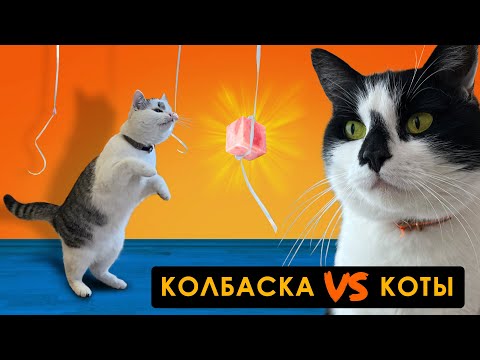 ЧЕЛЛЕНДЖ для ЖИВОТНЫХ! СОРВИ КОЛБАСКУ ЧТОБЫ ВЫЖИТЬ! КОТ МАЛЫШ VS КОШКА МУРКА КТО ПОБЕДИТ?