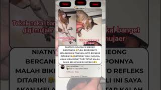 🐱 Kucing Diajak Main, Malah Digigit! Endingnya Bikin Ngakak 🤣