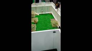 インターペット2017　マルカンが生体ふれあい！ 沈黙して答えないマルカン営業…