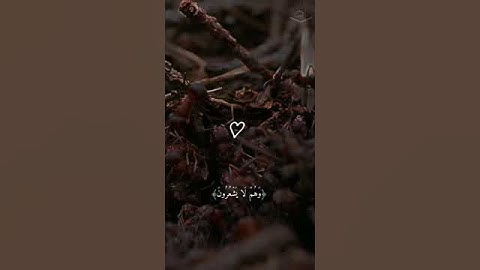 سوره النمل بصوت بلال دربالي