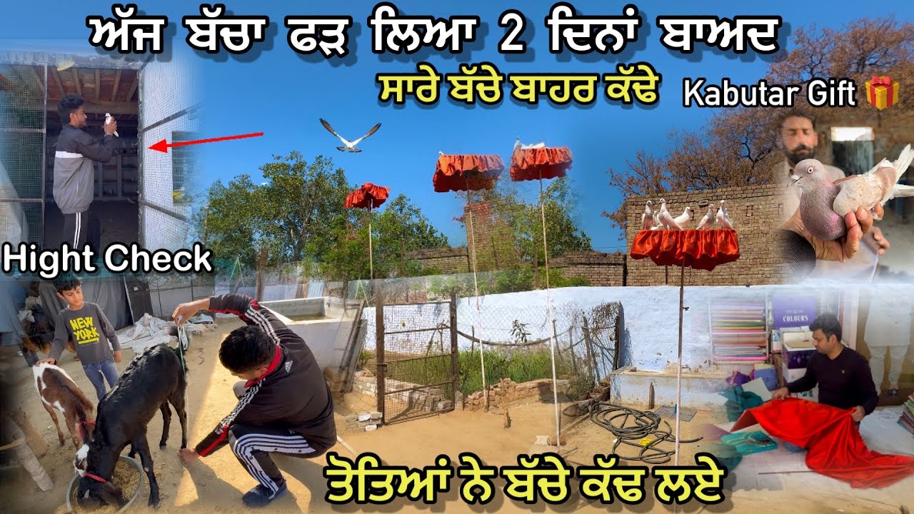 ਅੱਜ ਬੱਚਾ ਫੜ ਲਿਆ ਦੋ ਦਿਨਾਂ ਬਾਅਦ || ਤੋਤਿਆਂ ਨੇ ਬੱਚੇ ਕੱਢ ਲਏ 😍|| Kabutar Gift Millea 🎁 🕊️|| 