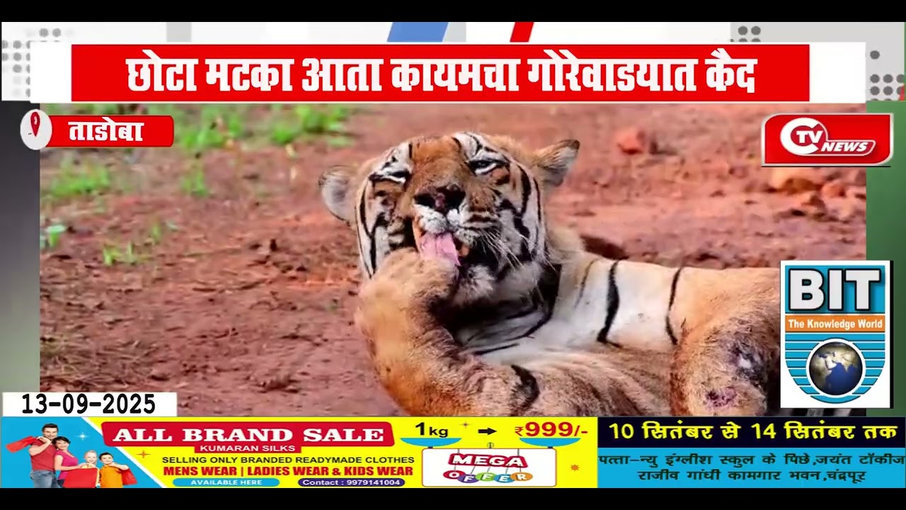 Tadoba | छोटा मटका आता कायमचा गोरेवाडयात कैद