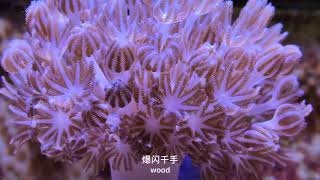 爆闪千手珊瑚coral sps lps tank