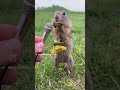 最後が可哀想なリス