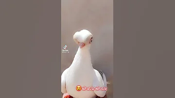 حمام جعفري 