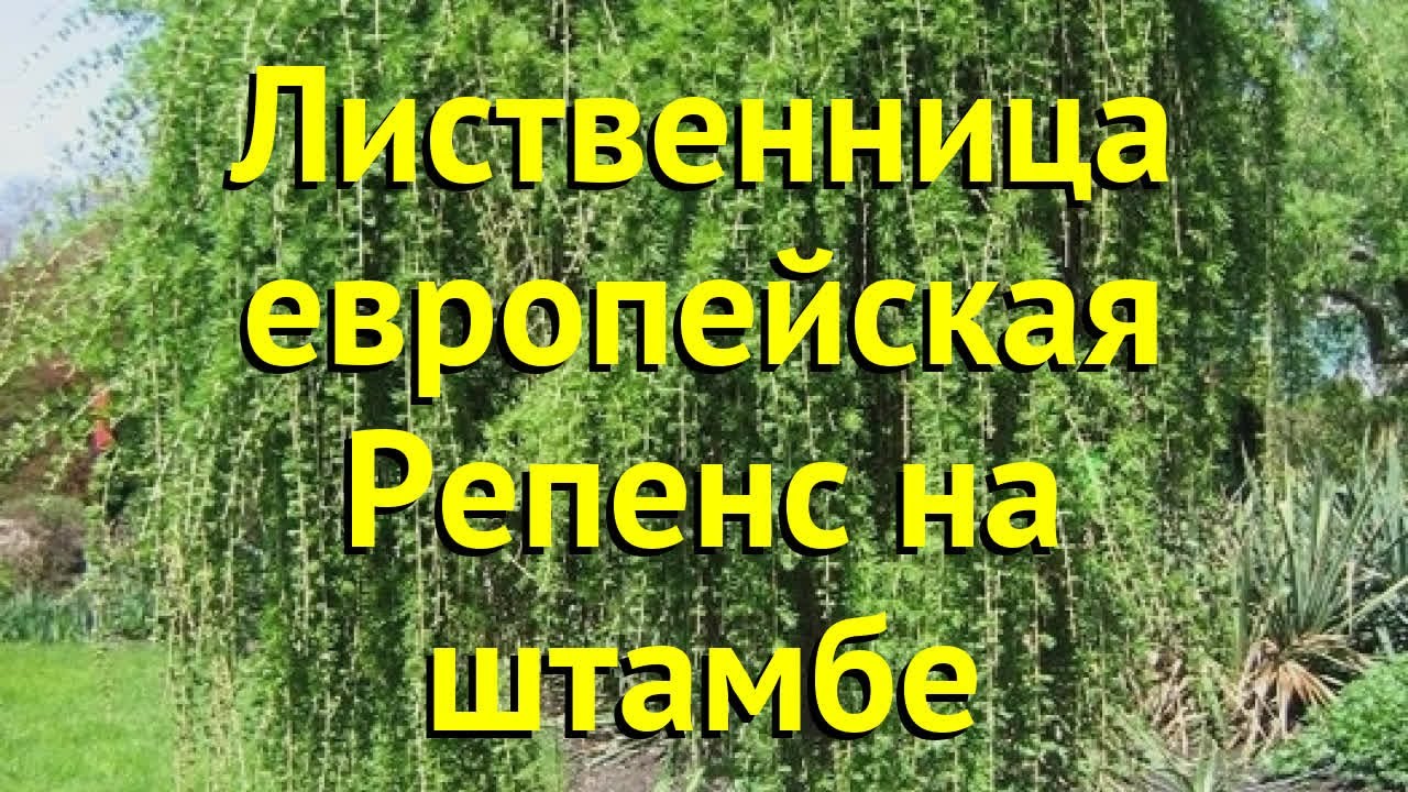 Лиственница европейская Репенс. Краткий обзор, описание характеристик larix decidua Repens