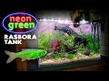 Aquascape Tutorial: NEON GREEN RASBORA Aquarium (How To - Planted Tank Step by Step Build)