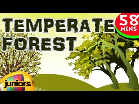 Learning Videos - Temperate And Forest - Learning Videos For Kids - Education Videos - Biomes