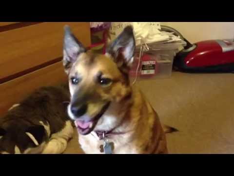 dog-with-cushings-disease