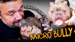 A MAIOR EXPOSIÇÃO DE BULLY E MICRO BULLY DO BRASIL?