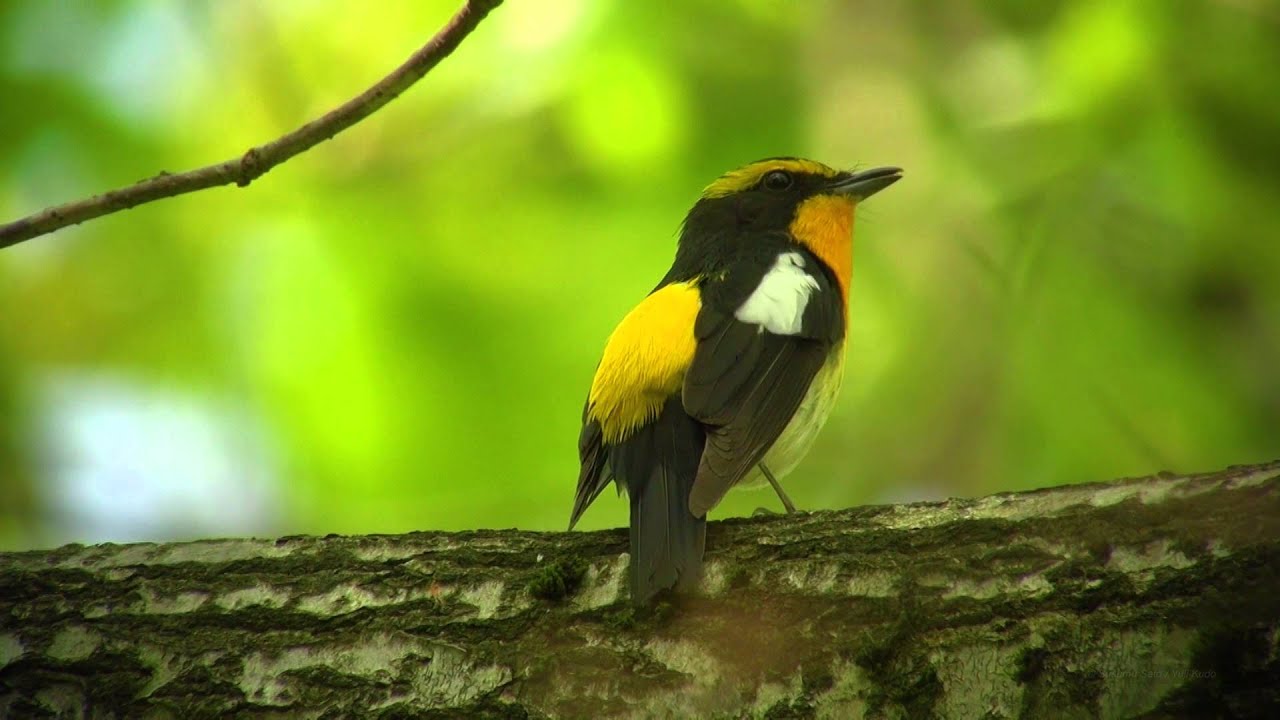 キビタキ（5）さえずり - Narcissus Flycatcher - Wild Bird - 野鳥