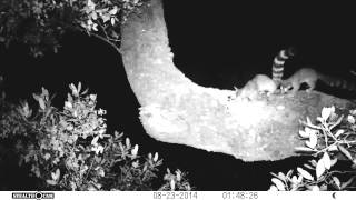 Ringtails 20140823