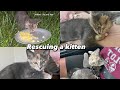 A Day in My Life: Rescuing a Kitten, Supplies Haul, 3 week update