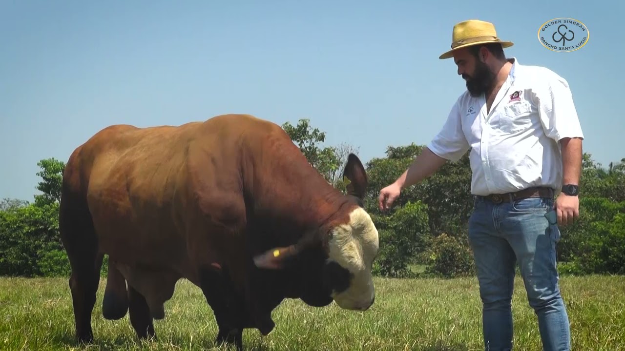 RANCHO SANTA LUCÍA Y SU SELLO EN LA RAZA SIMBRAH