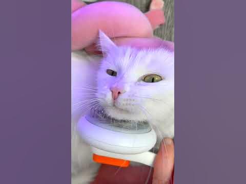 УХАЖИВАЕМ ЗА КОТИКОМ ПРАВИЛЬНО c OZON😍 - YouTube