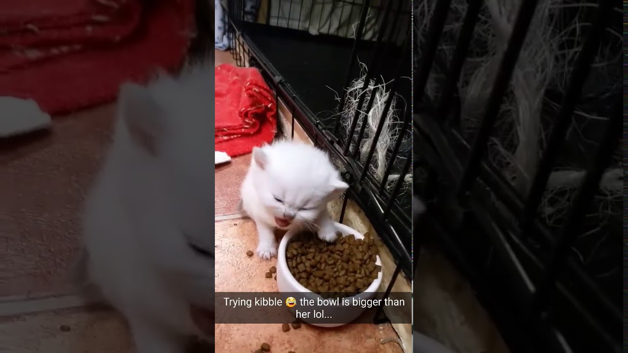 Baby cat eating kibble! YouTube