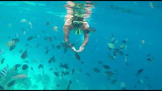 Labuan bajo # keindahan bawah laut pulau komodo