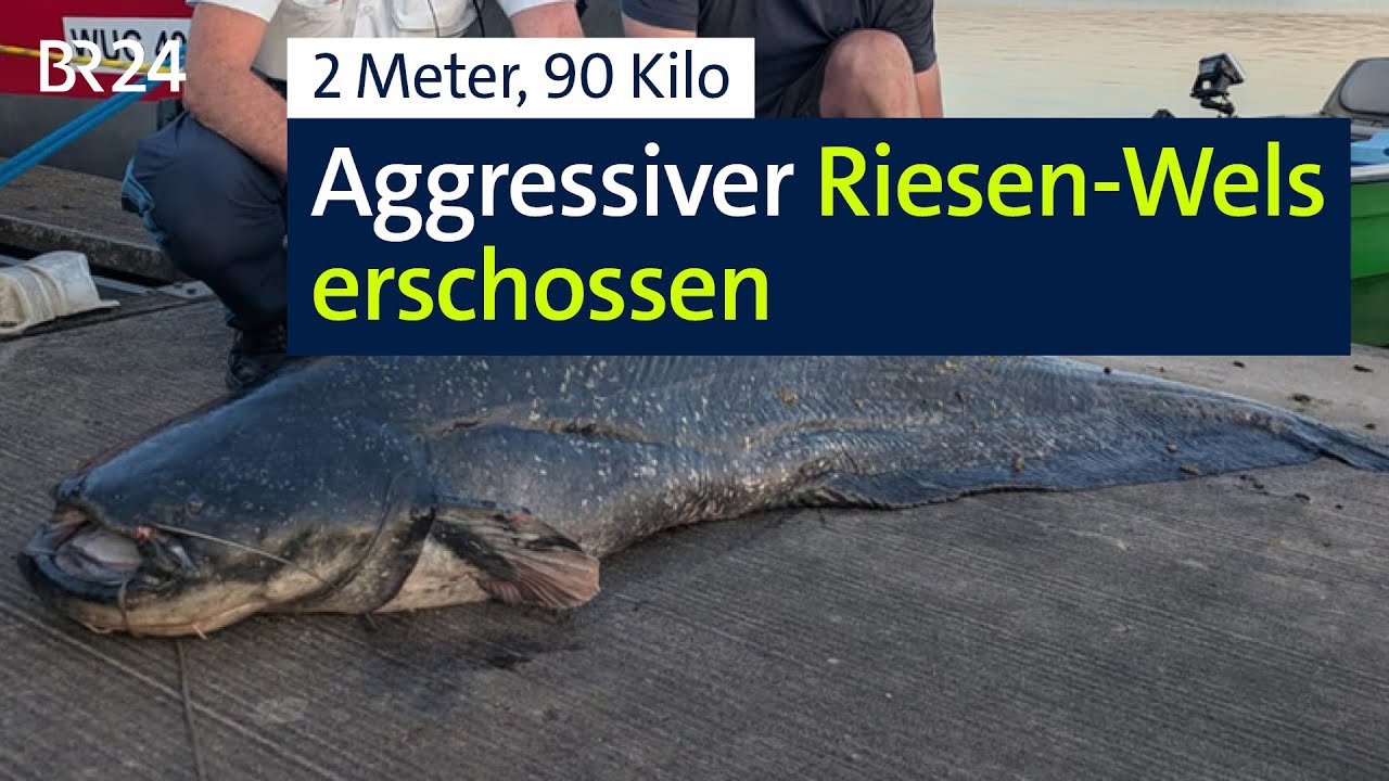 Riesen-Wels verletzt Badegäste und wird erschossen | BR24