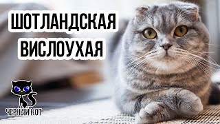 Шотландские вислоухие / Интересные факты о кошках