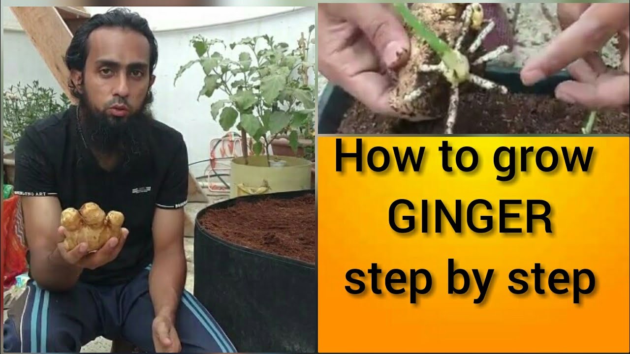 how-to-grow-ginger-step-by-step-how-to-grow-ginger-at-home-youtube