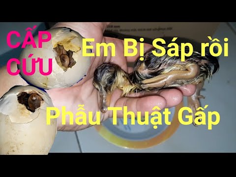 Video Cách cứu trứng Vịt (Gà)Ấp bị sáp khi không tự chui ra... - youtube