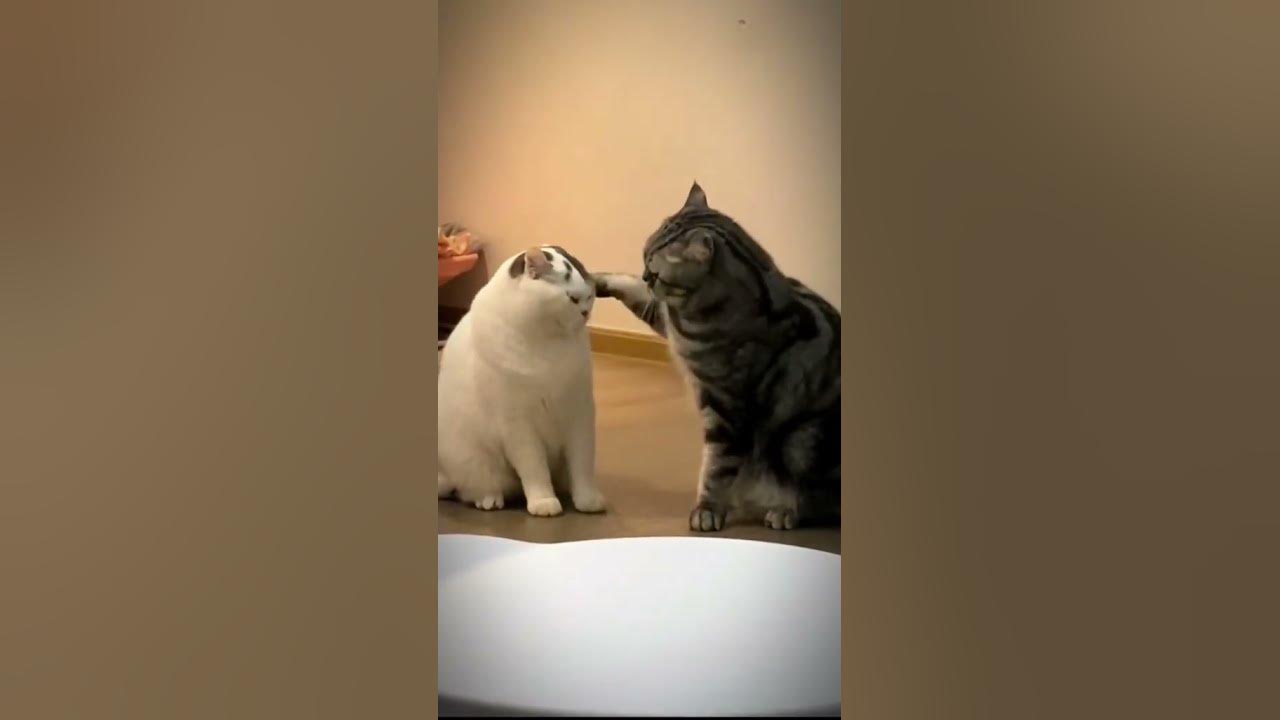 ffunny cut animal 25 - YouTube