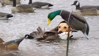 Missouri River Duck Hunting 2015