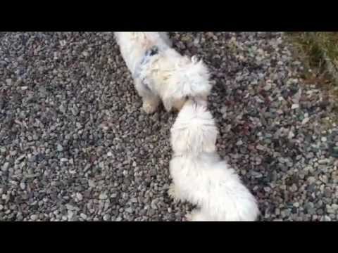 Coton de tulear & Maltese dogs meet for the first