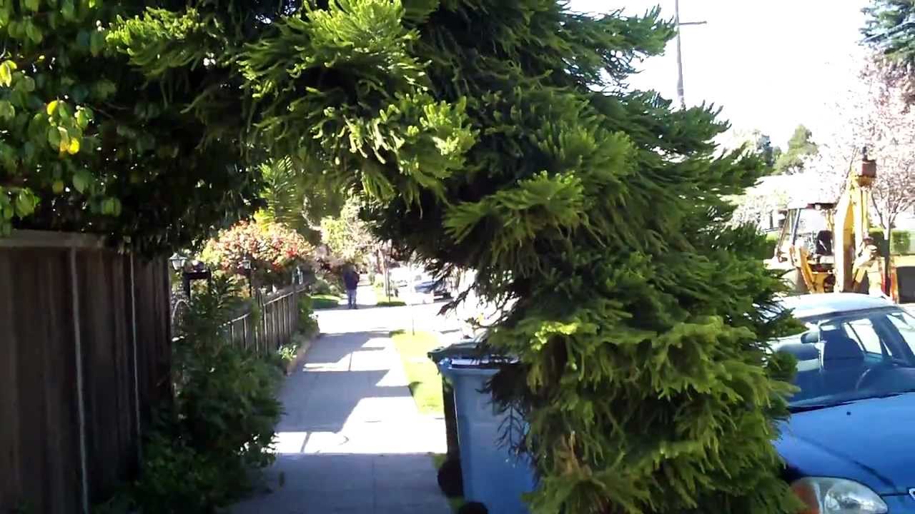 20120223 Tree Over Sidewalk