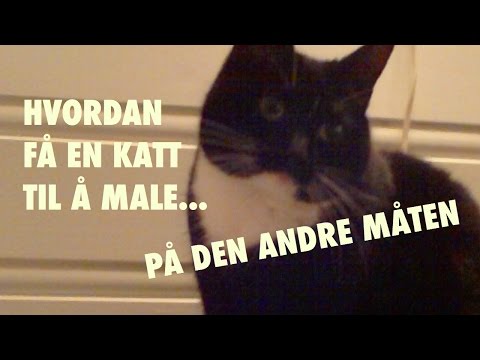Video: Hvordan Håndtere Andres Katt