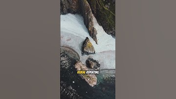 Natures Fractal Patterns #ScienceShorts #MindBlown #FutureScience #LearnSomethingNew #AmazingFacts