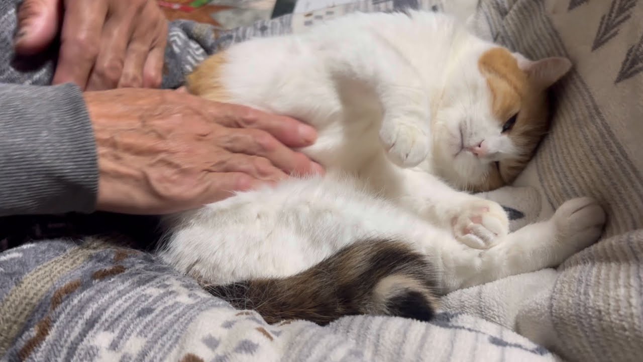 三毛猫】どこを撫でても気持ちいいミケ（2025年12月22日） - YouTube