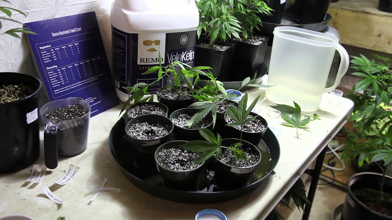 Revolt Gardens running UrbanRemo's Root Dip from the Remo Nutrients lline