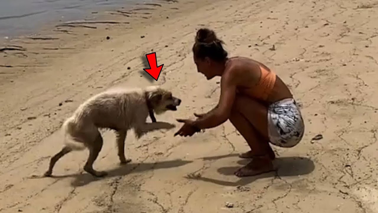 Сердечная реакция собаки на спасение