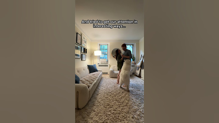 My dog saw our first dance and did THIS 😱🤣 #samoyed #dog #shorts #wedding