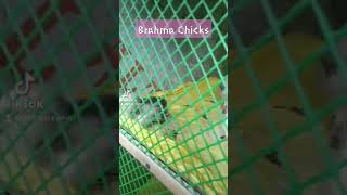 2 Weeks Old Brahma Chicks 🐣🐥 #brahma #chicks
