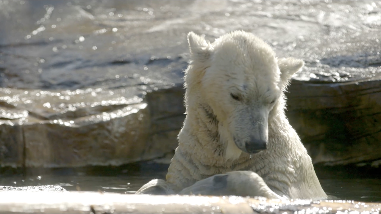 Polar Bear Resting for Research - Polar Bear Resting for Research
