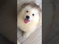 The cutest snow pups on Earth. #MalamutePuppy #CuteAnimals #dog