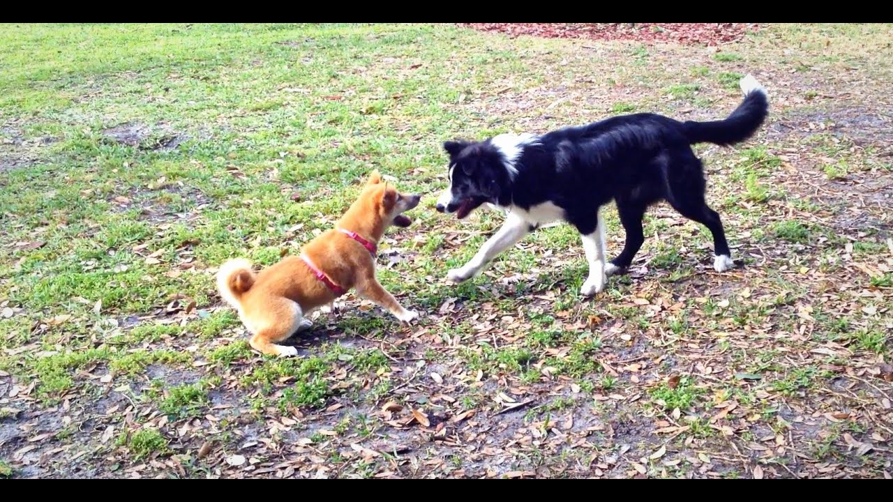 kød svamp Rendezvous Draco 5 month old Border Collie playing with Shiba Inu puppy - YouTube