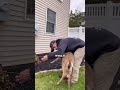 How to make deer friends for life Mp3 Song