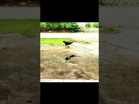 Video: Bagaimana cara menjauhkan elang dari ayam?