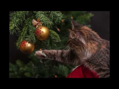 Jingle Bells Best New Year Video!
