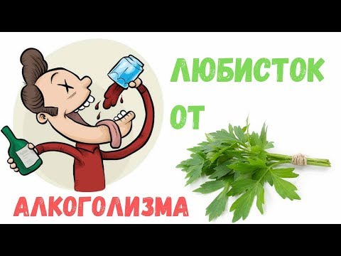 Любисток - лечебные свойства от алкоголизма | Аптека трав Фито