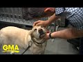 ‘GMA’ celebrates retirement of our Times Square security dog l GMA