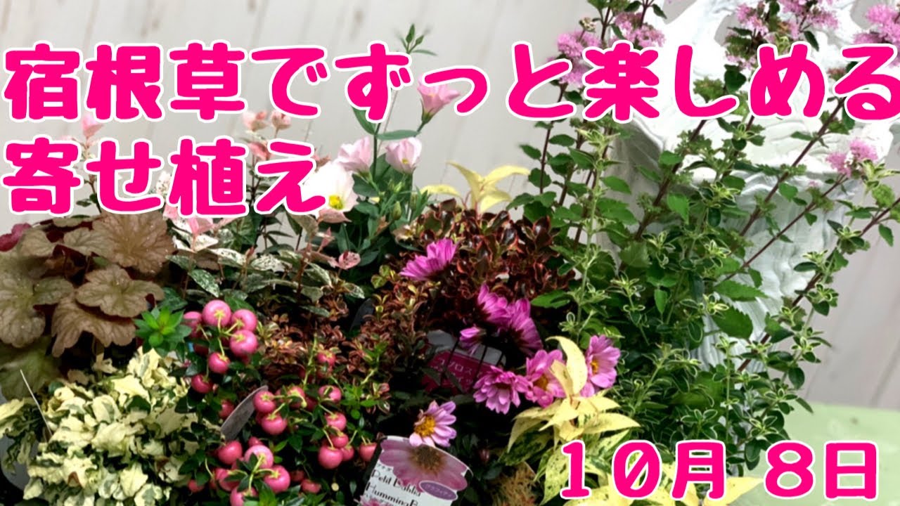 秋の植えっぱなしで毎年咲く 宿根草と低木の寄せ植え Youtube