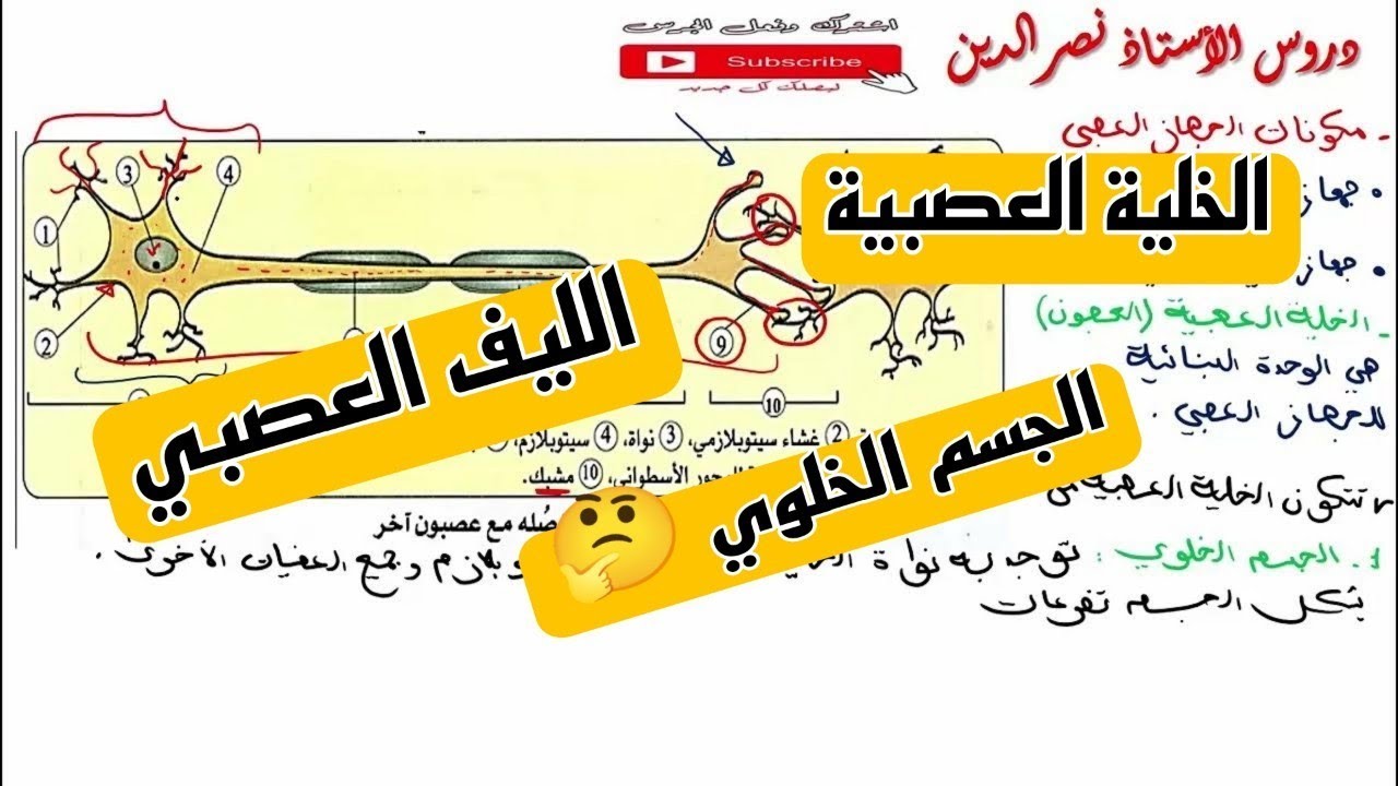 شرح درس مكونات العصبون ( الخلية العصبية ) للسنة 4 متوسط