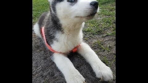 Jumpstream Practice! osu!mania 4k! (Thank you for tuning in Zyye and Akiio!)