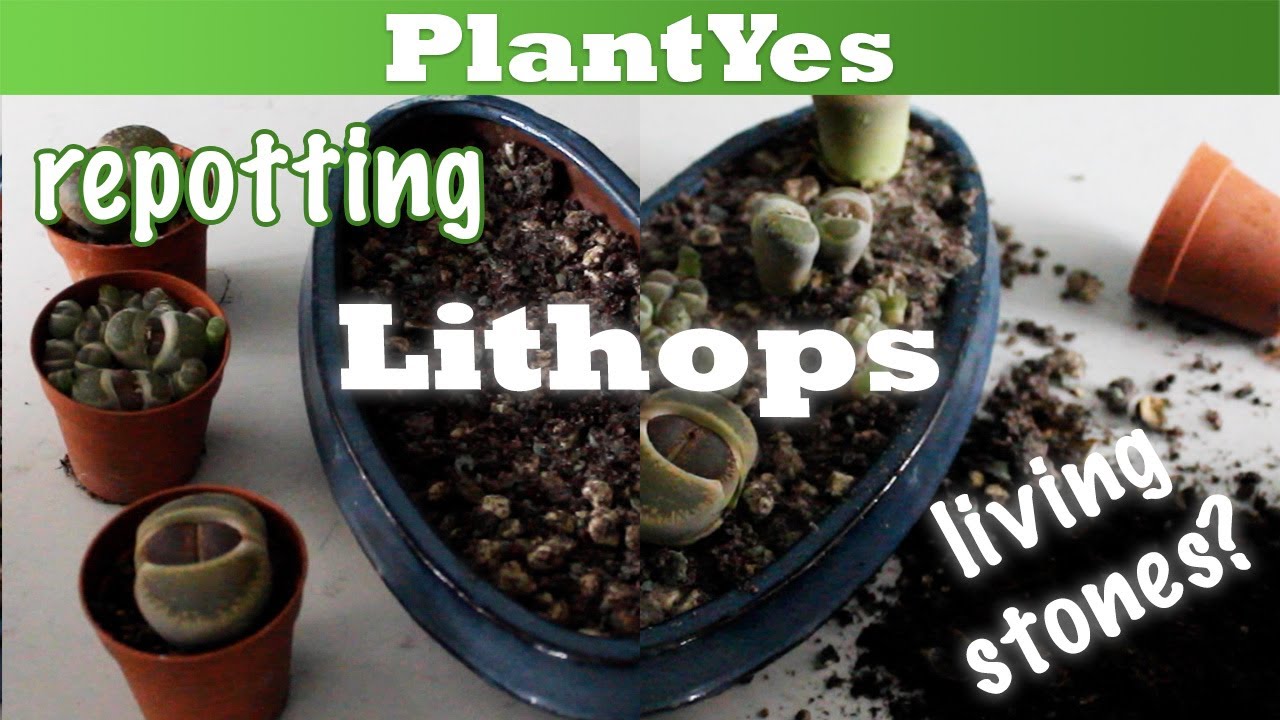 Repot Lithops Repotting Lithops in a nice plant arrangement - YouTube